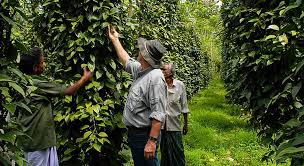 Spice Farm